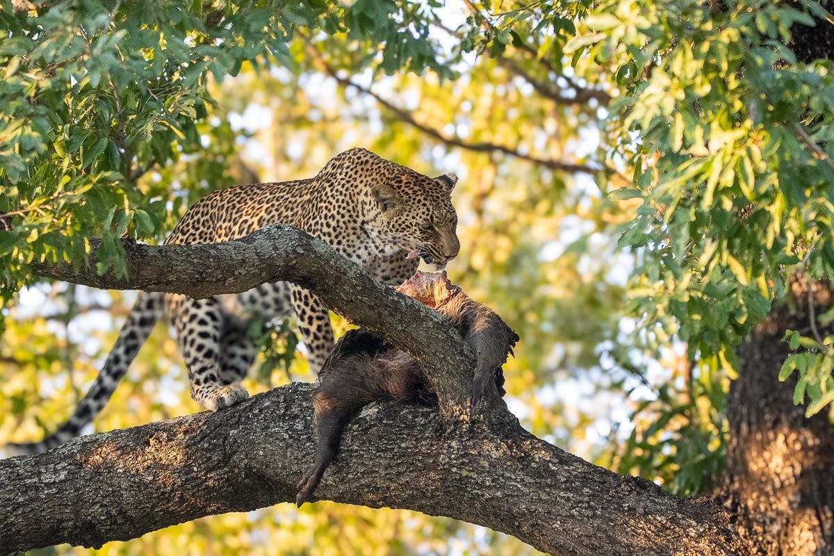 Kurhula female leopard resting beneath a jackalberry tree containing her kill.