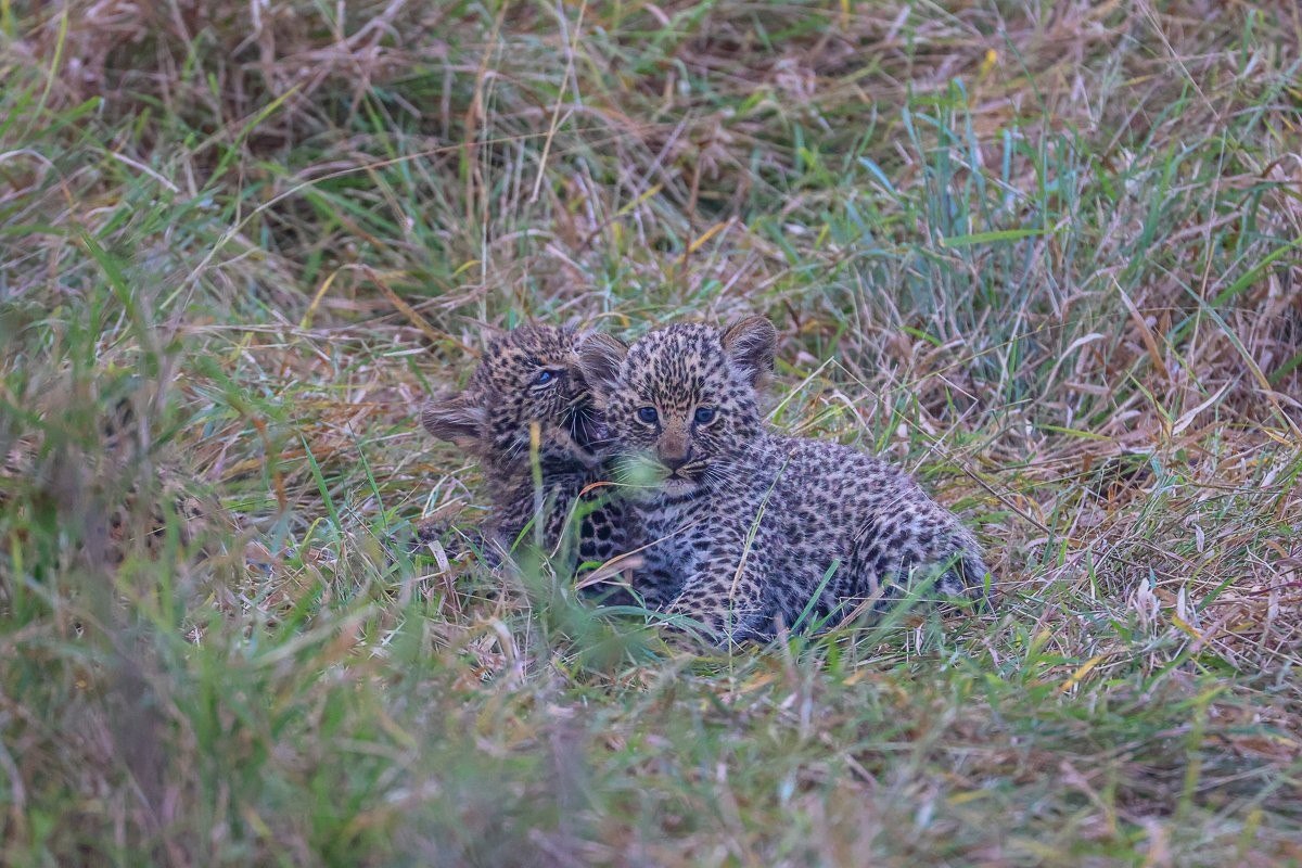 Golonyi’s cubs moving confidently near their new den site.