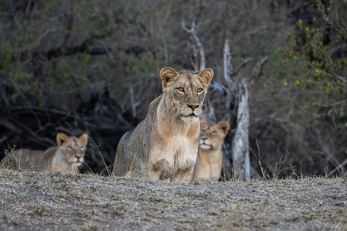 Members of the Msuthlu Pride following a herd of buffalo through the African bush.