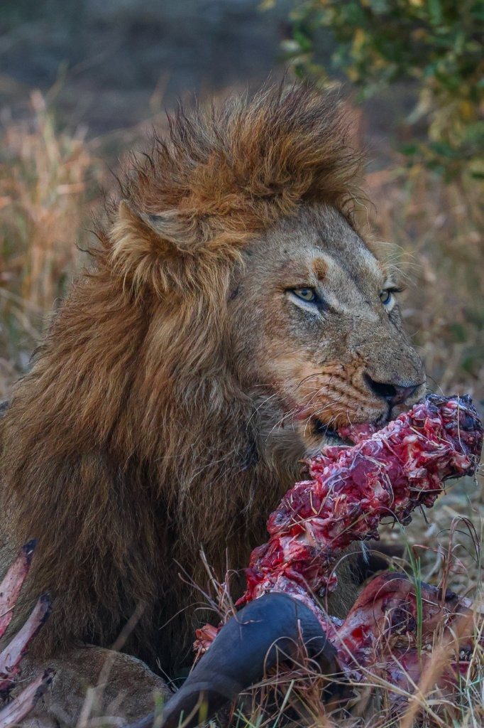N'waswishaka male lions feeding on a buffalo carcass after joining the lionesses at a successful hunt.