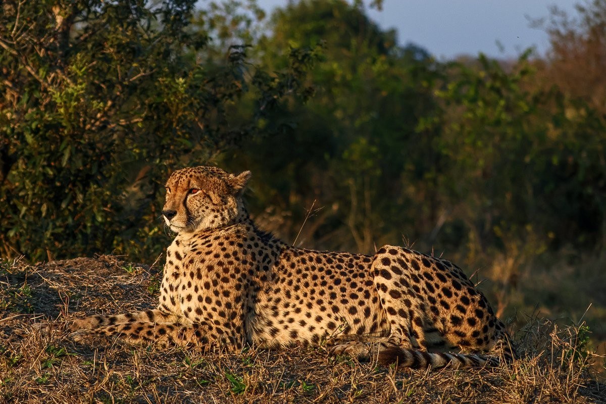 Male cheetah resting peacefully in open grassland during an afternoon safari.