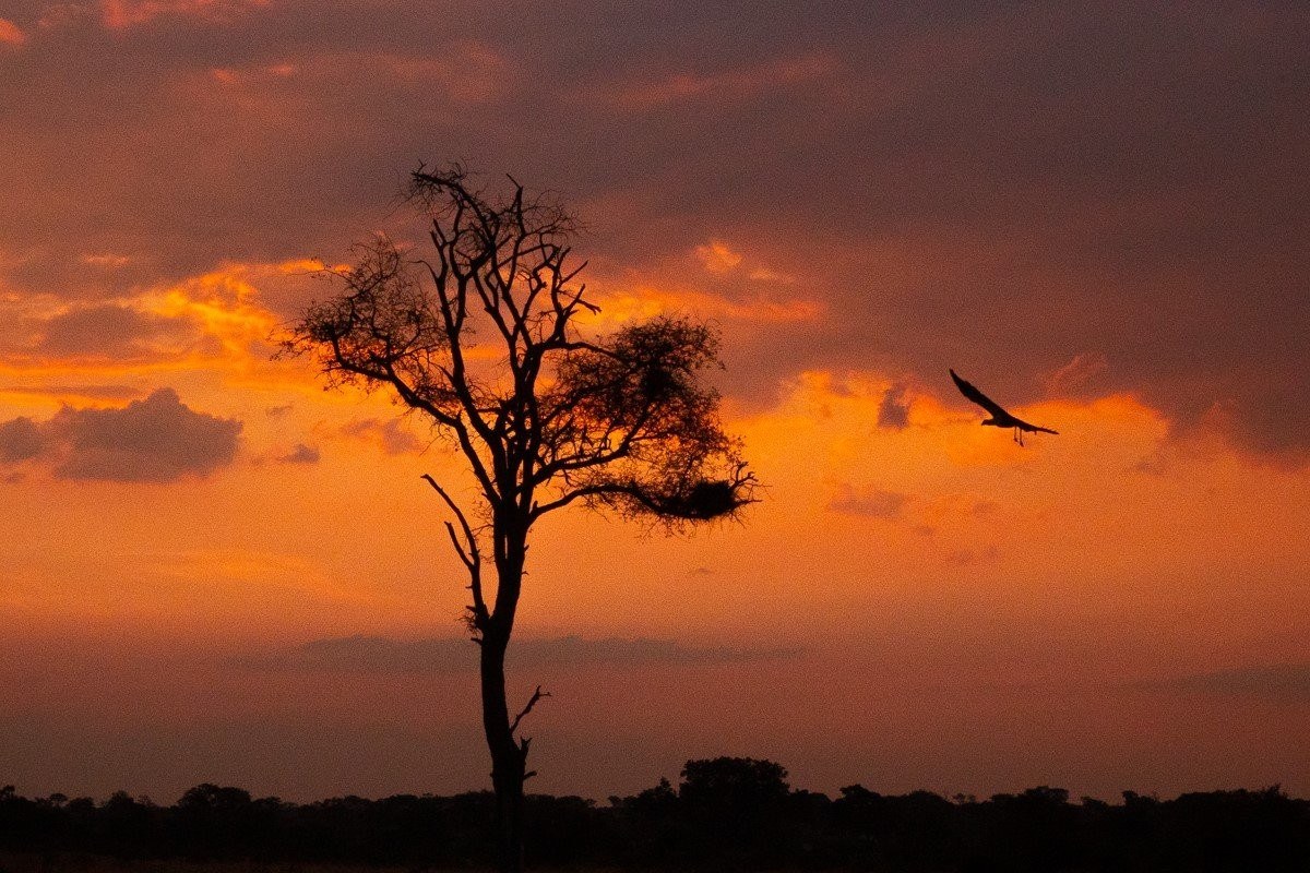A Secretary Bird silhouetted against a colourful African sunset in the Sabi Sabi wilderness.