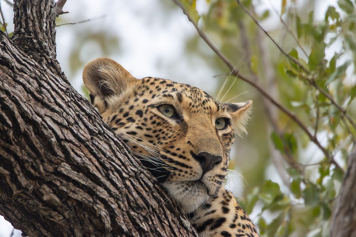 Sabi Sabi Ronald Mutero Kurhula Leopard Mother And Cub After Impala Kill Sabi Sabi