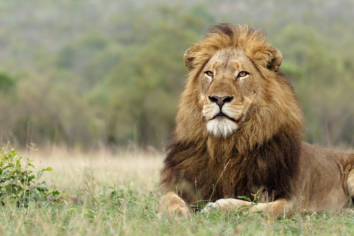 Sabi Sabi Benjamin Loon Msuthlu Pride Lion Resting On Overcast Day