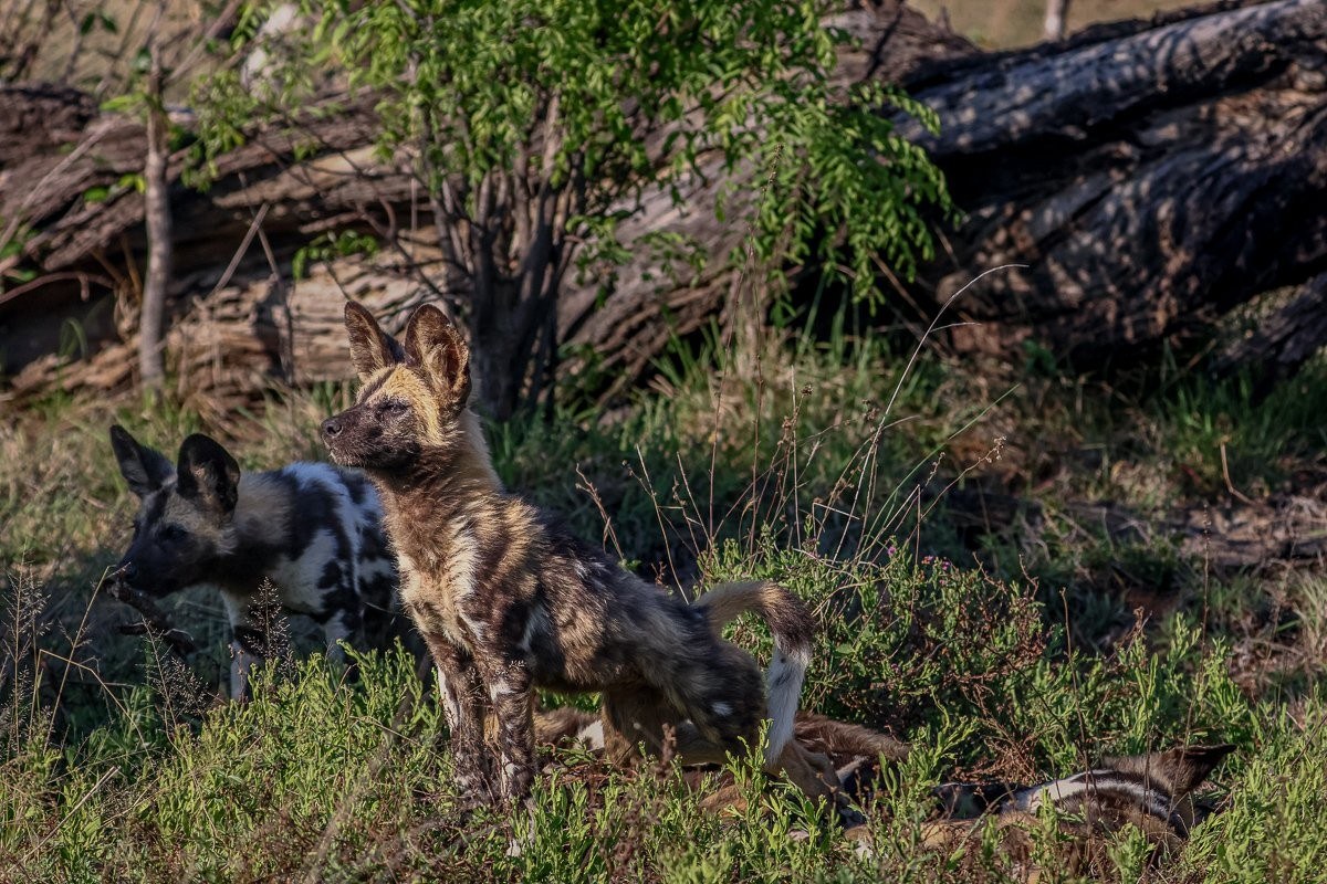 African wild dog pack resting in the morning sun near the Sabie River