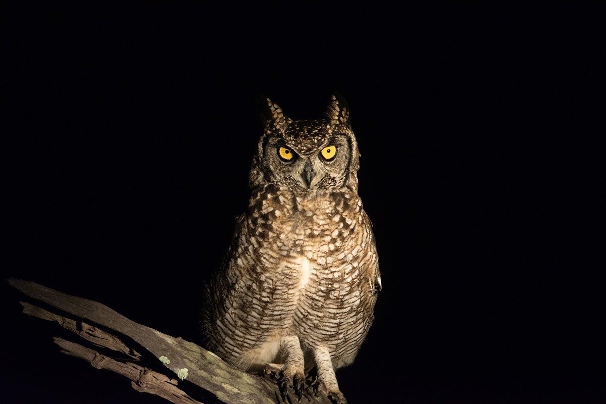 23 ronald mutero - spotted eagle owl – 01032023-2.jpg 23 Ronald Mutero Spotted Eagle Owl 01032023 2