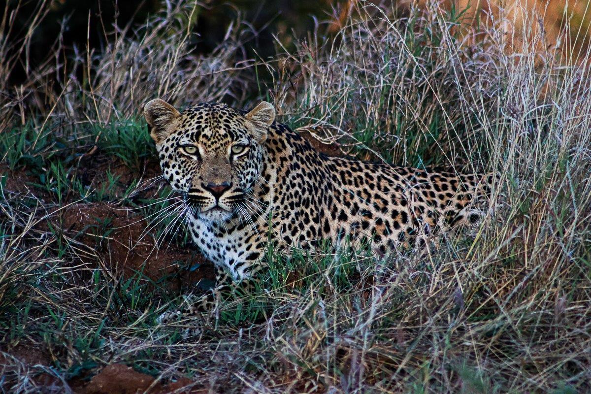 Makumu peers through the grass as if he has locked on to prey. Makumu peers through the grass as if he has locked on to prey.