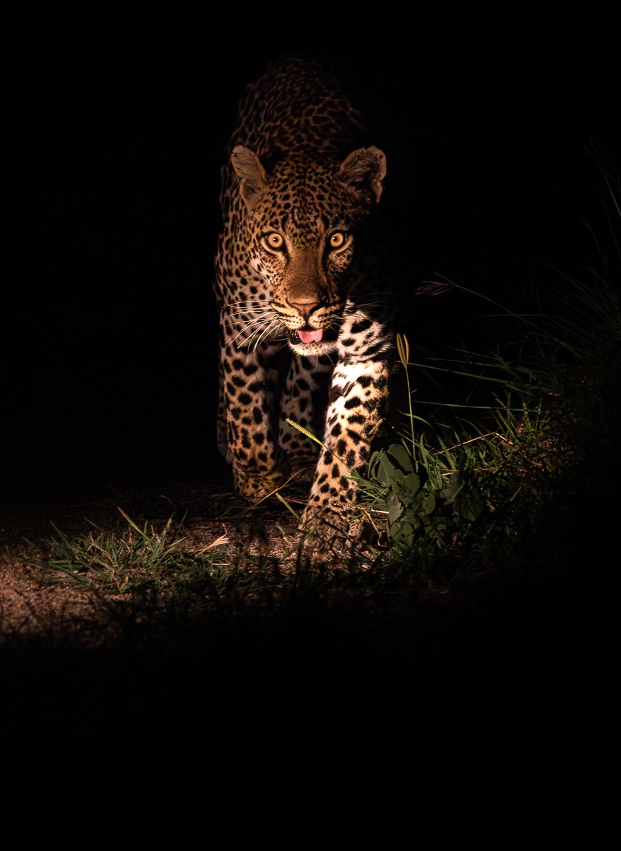 Jason Street Khulwana Leopard Jason Street Khulwana Leopard