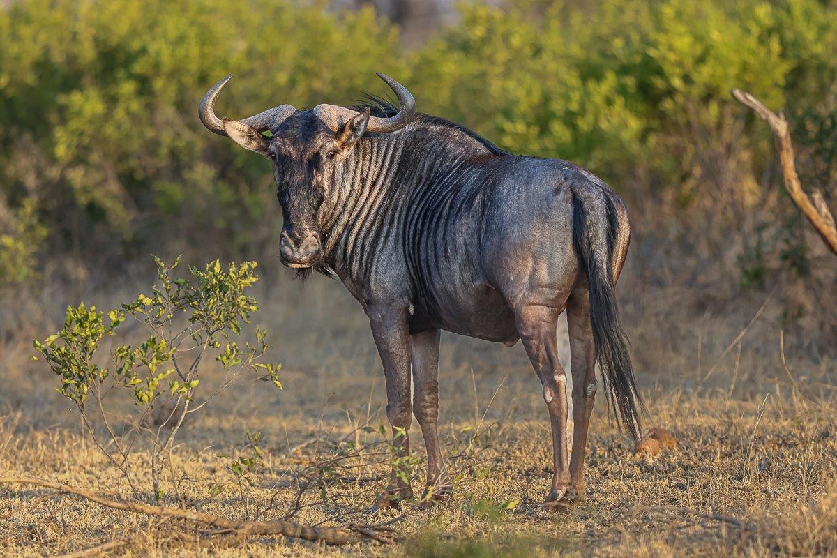A dominant Blue wildebeest bull moving into the treeline at night for safety, typical of its behaviour in the wild. A dominant Blue wildebeest bull moving into the treeline at night for safety, typical of its behaviour in the wild.
