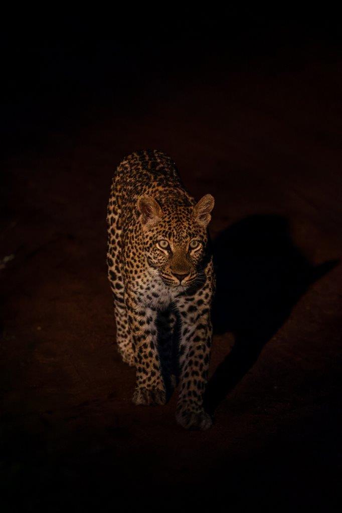 Sabi Sabi Ruan Mey Golonyi