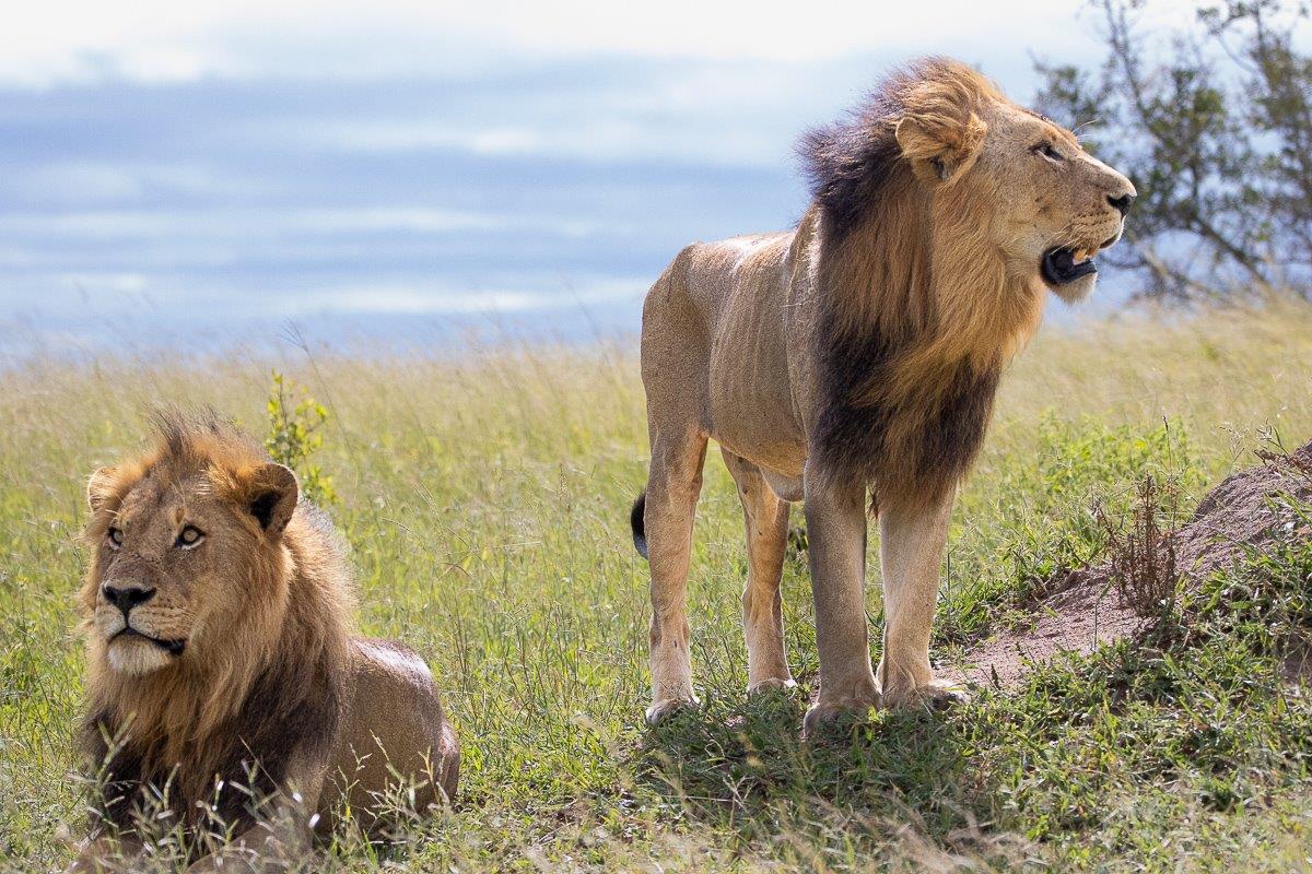 Two males from the Kambula pride scan their surroundings. Two males from the Kambula pride scan their surroundings.