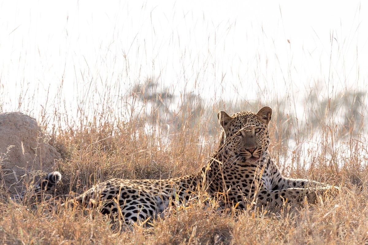 Sabi Sabi Jp Van Rooyen Young Male Leopard Sabi Sabi Jp Van Rooyen Young Male Leopard