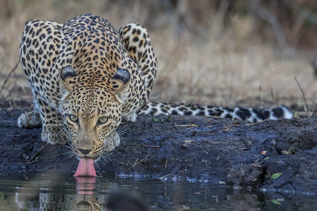 Sabi Sabi Ruan Mey Nstumi Leopard Drinks At Waterhole Sabi Sabi Ruan Mey Nstumi Leopard Drinks At Waterhole
