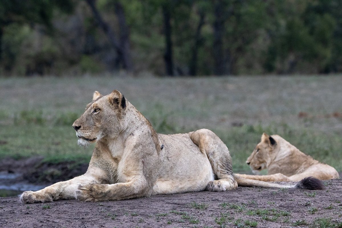 We found the Msuthlu Pride at the waterhole in front of Selati Camp. We found the Msuthlu Pride at the waterhole in front of Selati Camp.