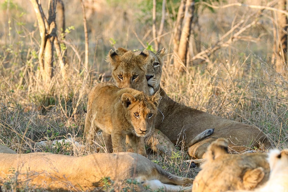 A Styx Pride cub approached lioness as the pride awakens.