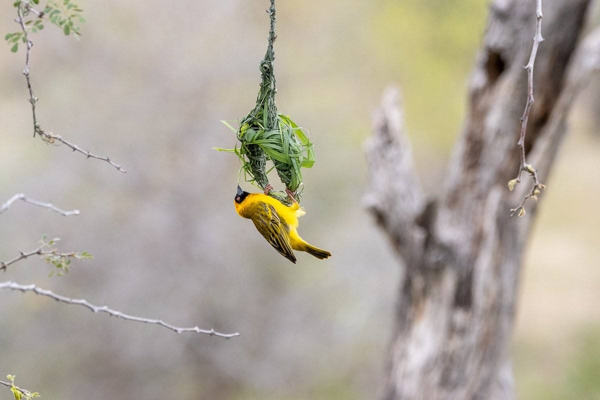 A Village weaver works on building its nest. 