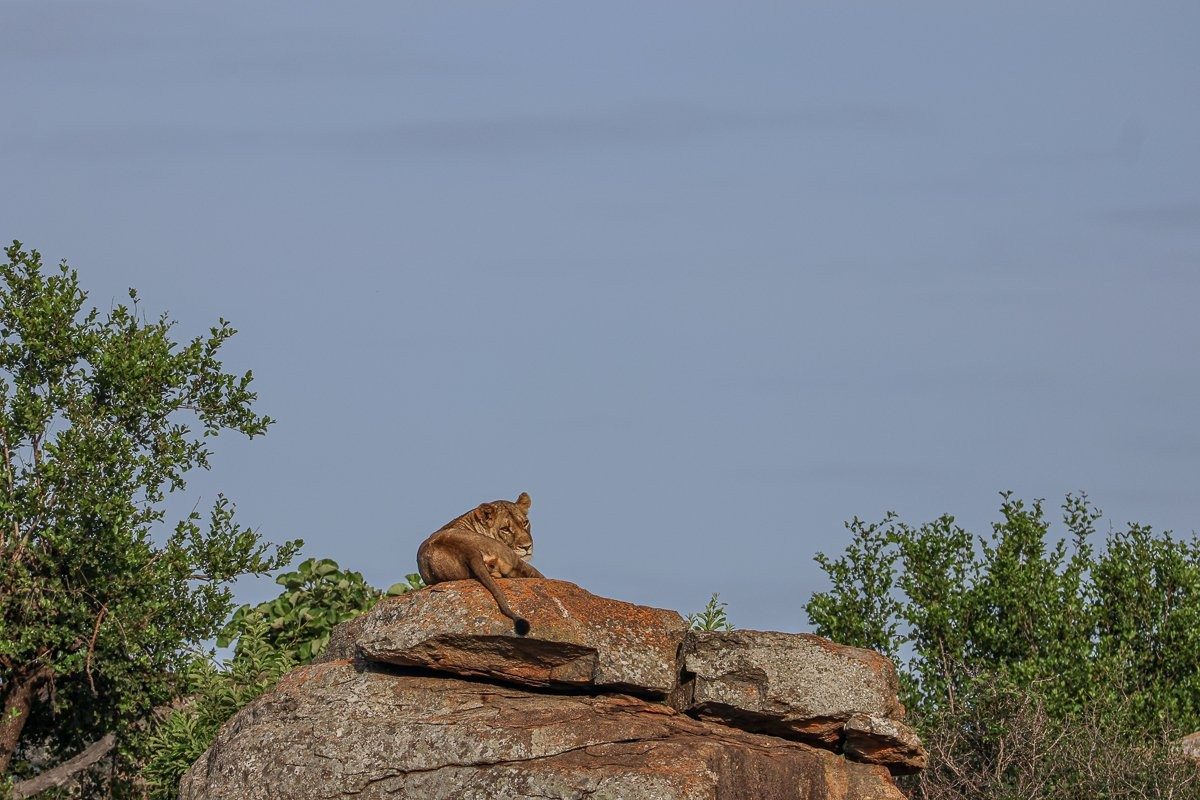 A lioness spotted resting on a rocky outcrop.