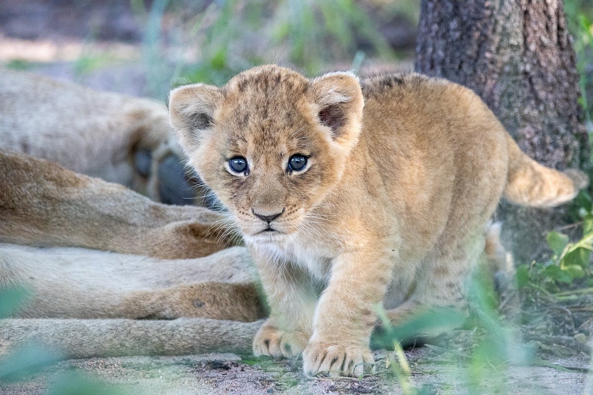 Sabi Sabi Ronald Mutero Sp Cub