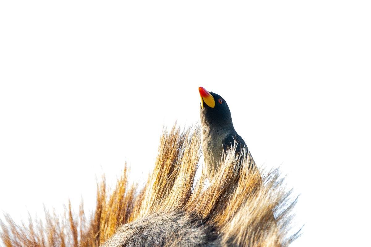 Red-billed oxpeckers clinging to a giraffe's back