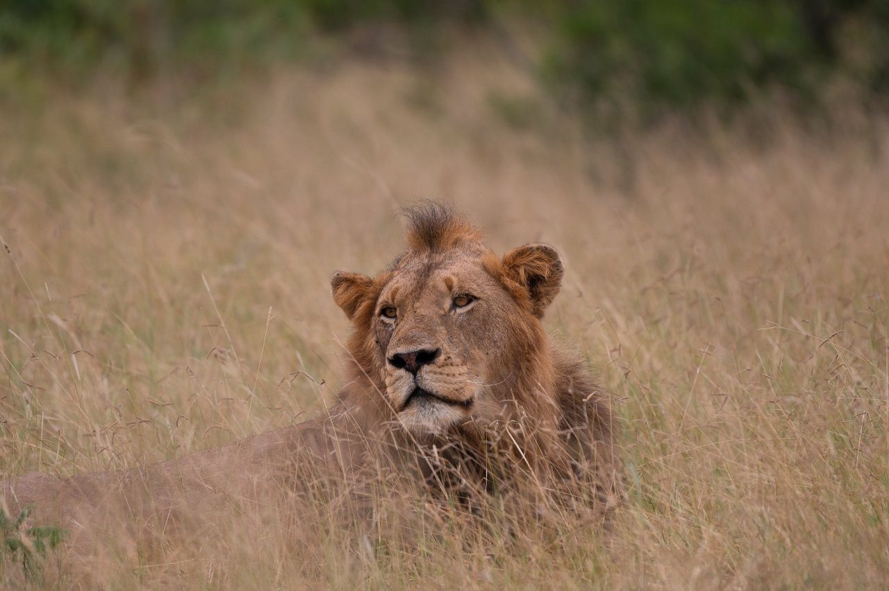 Their dark, voluminous manes stood out against the golden grass, giving them away long before we drew close