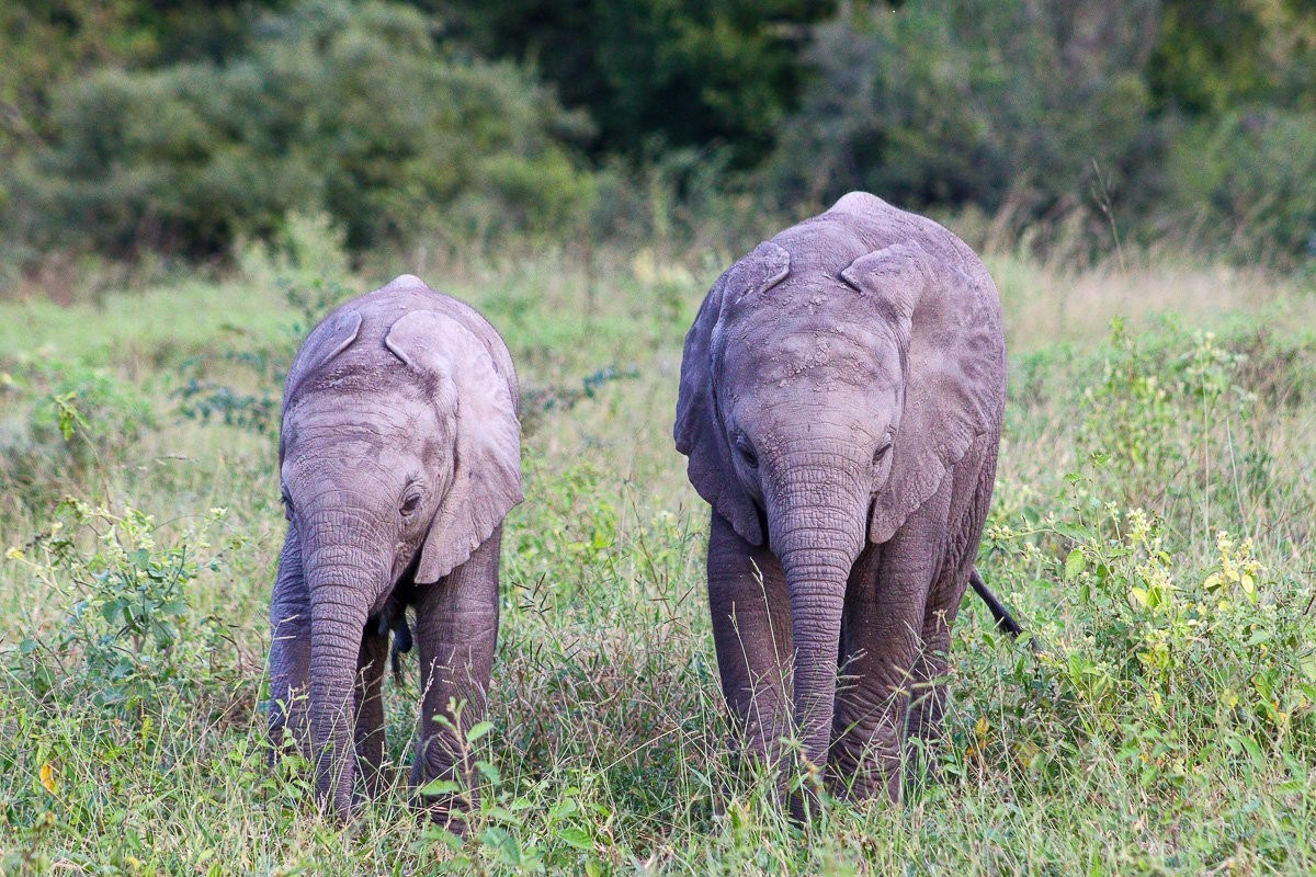 Sabi Sabi Jana Du Plessis Elephant Calves
