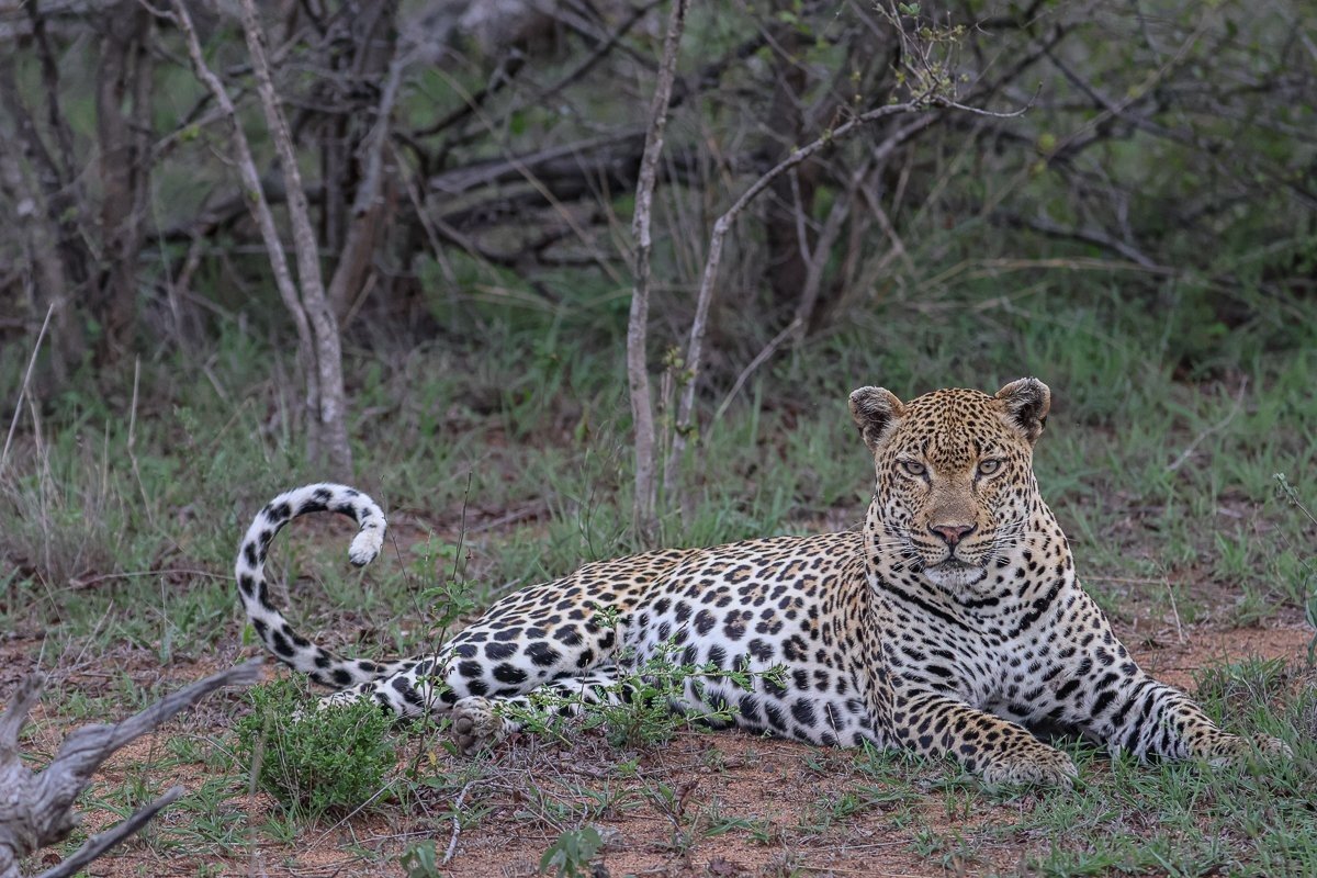 Khulwana male leopard scent marking to claim territory.