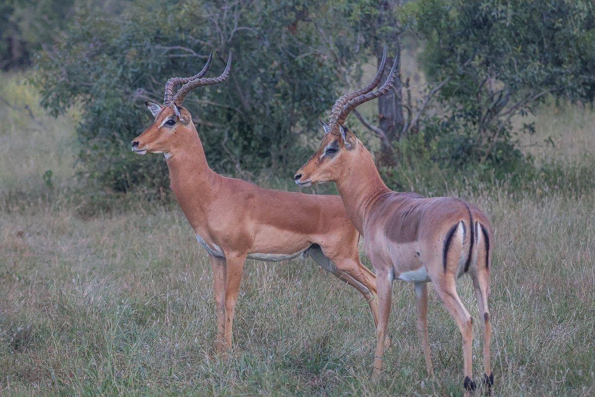 Distracted impala ram vulnerable during rutting season.