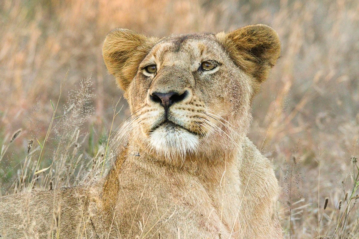 Southern Pride lioness drinks at a waterhole after feeding on a recent kill.