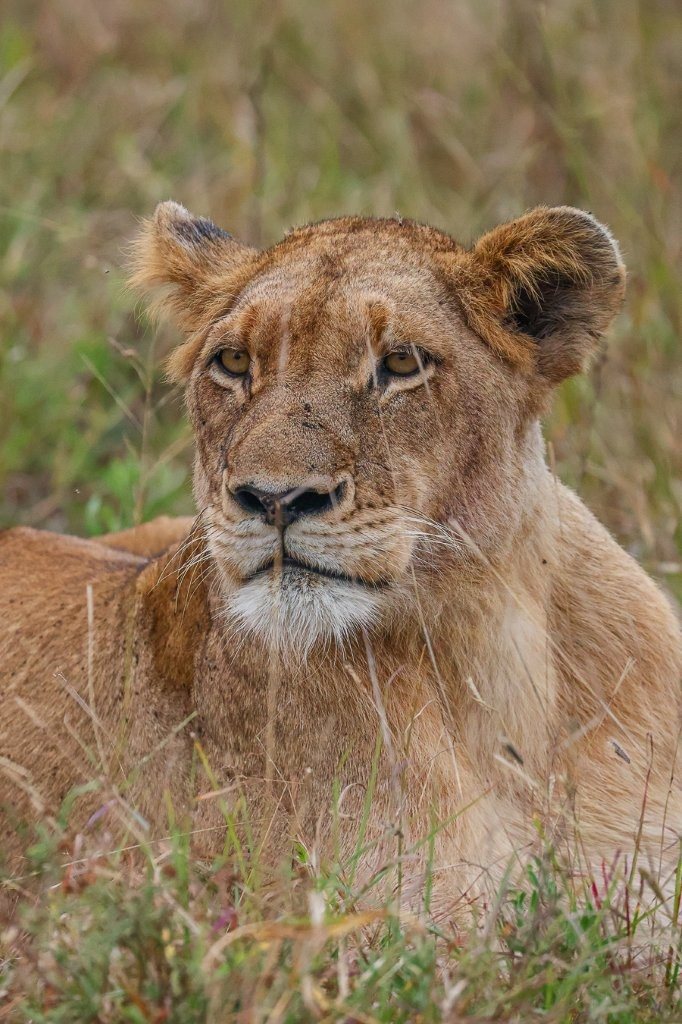 Southern Pride lioness resting in an open area while heavily pregnant.