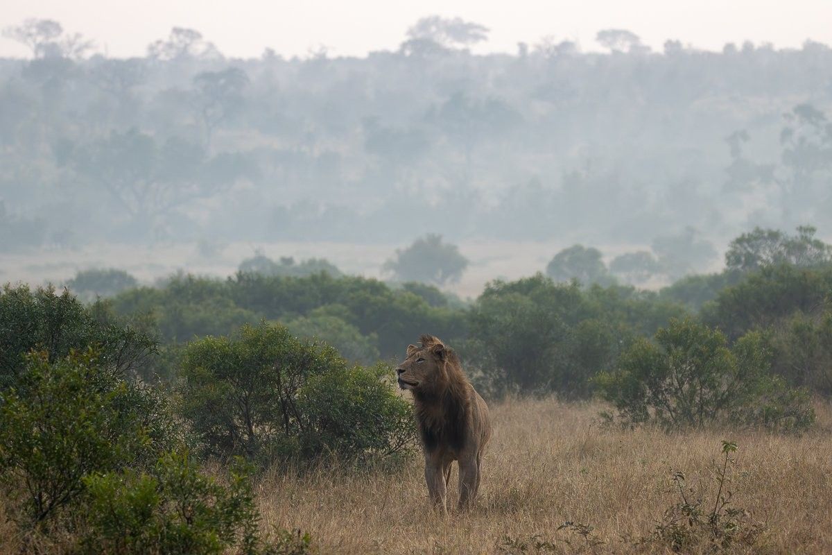 N'waswishaka male lions moving through the bush during the soft golden light of early morning.