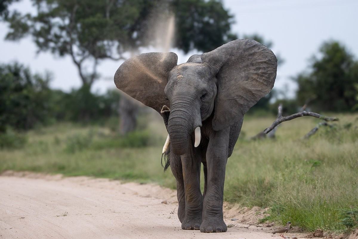 Elephants disappearing into a golden cloud of dust during their daily dust-bathing ritual.