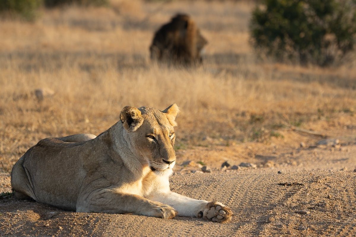 N’waswishaka lions in the Sabi Sabi wilderness