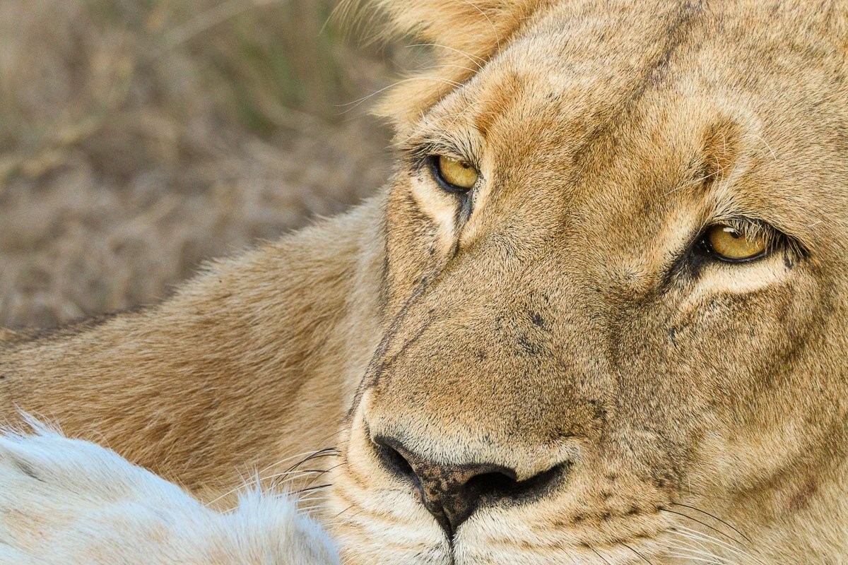 Southern Pride lionesses grooming one another in the afternoon sun
