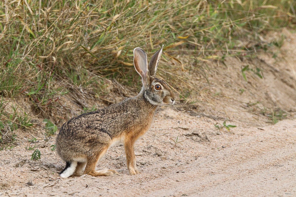Sabi Sabi Jana Du Plessis Scrub Hare Mother Nursing Leveret