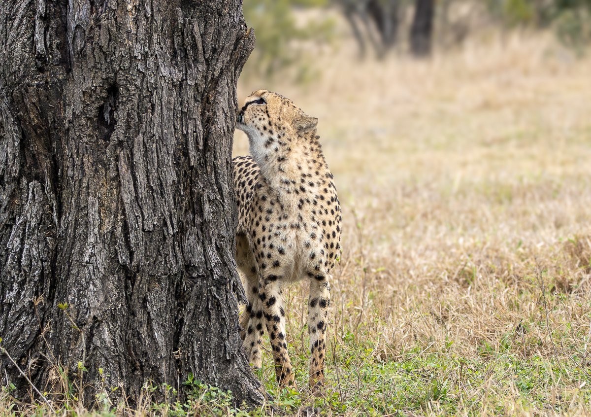 Sabi Sabi Ronald Mutero Young Cheetahs Resting In Open Bushveld