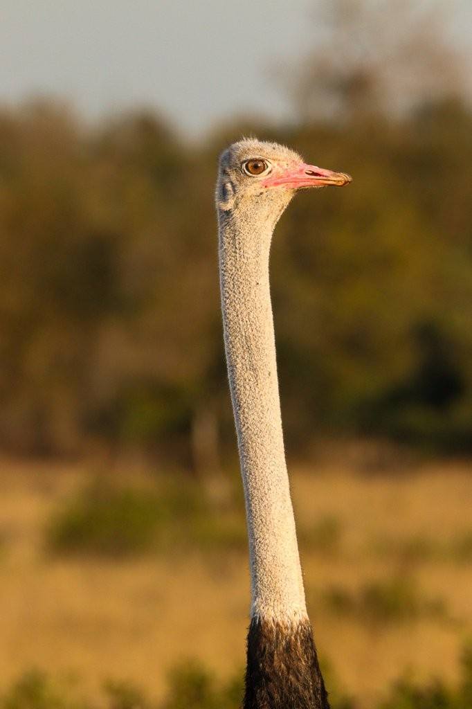 Sabi Sabi Jana Du Plessis Male Ostrich Walking Through Sabi Sabi Bushveld