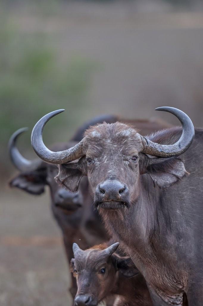 African buffalo moving through the natural landscape.