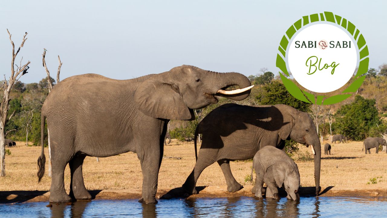 How do Elephants find water during dry times? Sabi Sabi