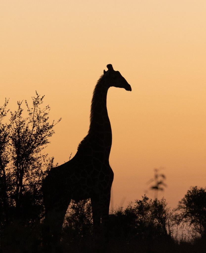 A giraffe silhouetted in the golden hour sunlight. A giraffe silhouetted in the golden hour sunlight.