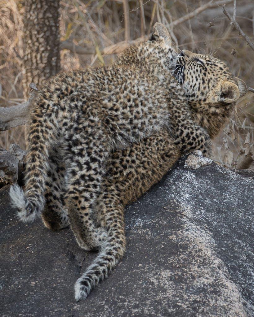 The cubs are in phenomenal condition, playful and energetic. 