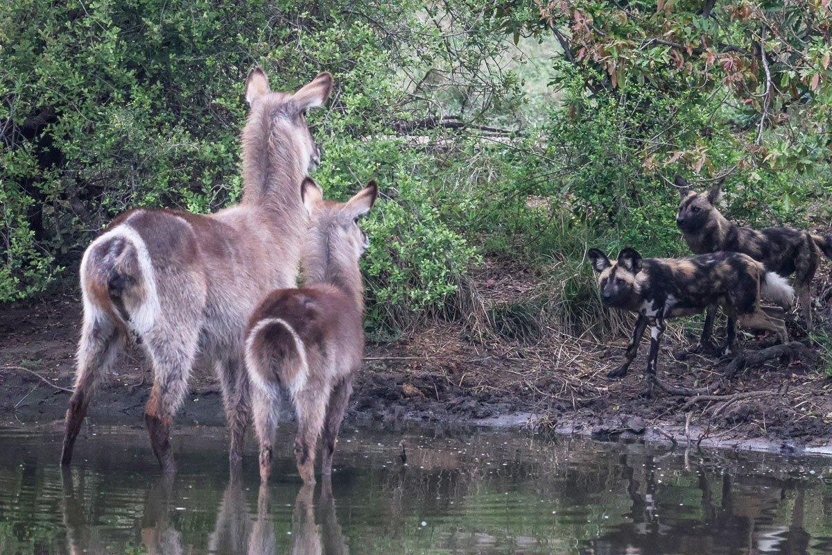 A pack of wild dogs chased a waterbuck calf into a dam before the mother showed up to protect her offspring. 