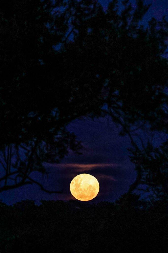 Ruan Mey Full Moon Ruan Mey Full Moon