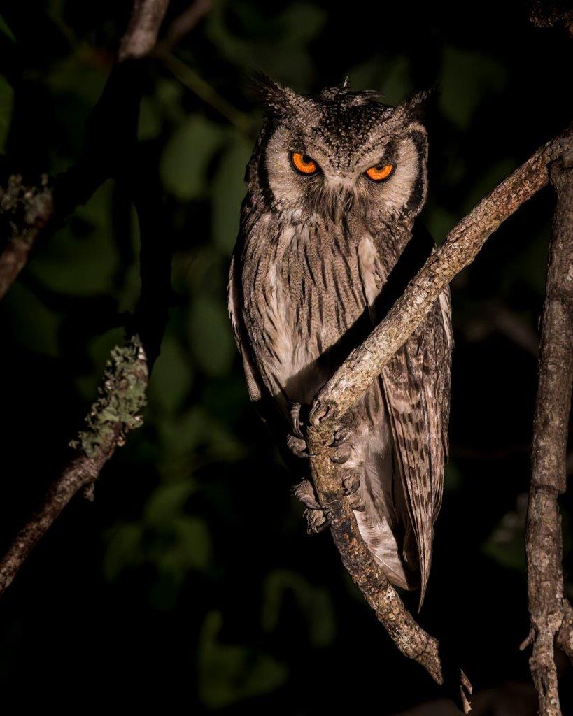 Southern White-Faced Owl perched in a tree, staring with intense orange eyes.