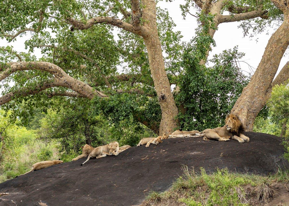 Sabi Sabi Benjamin Loon Lions On Rock Sabi Sabi Benjamin Loon Lions On Rock