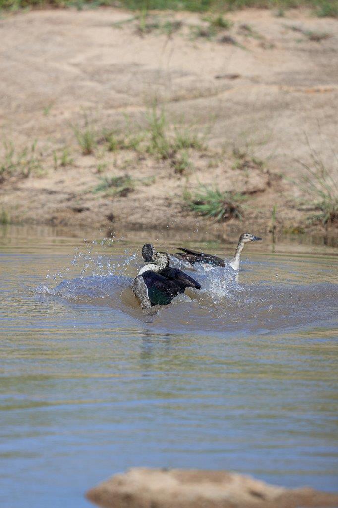 Sabi Sabi Ruan Mey Knob Billed Duck In Water Sabi Sabi Ruan Mey Knob Billed Duck In Water