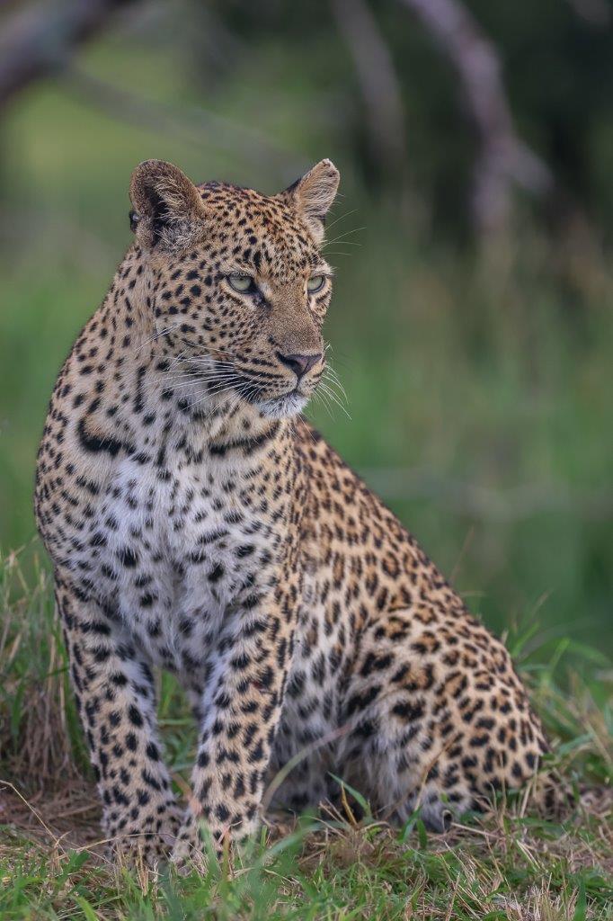 Golonyi, the proud female leopard. Golonyi, the proud female leopard.