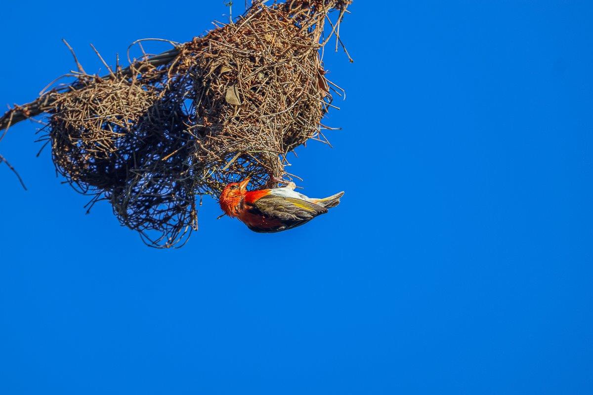 Sabi Sabi Ruan Mey Weaver Sabi Sabi Ruan Mey Weaver