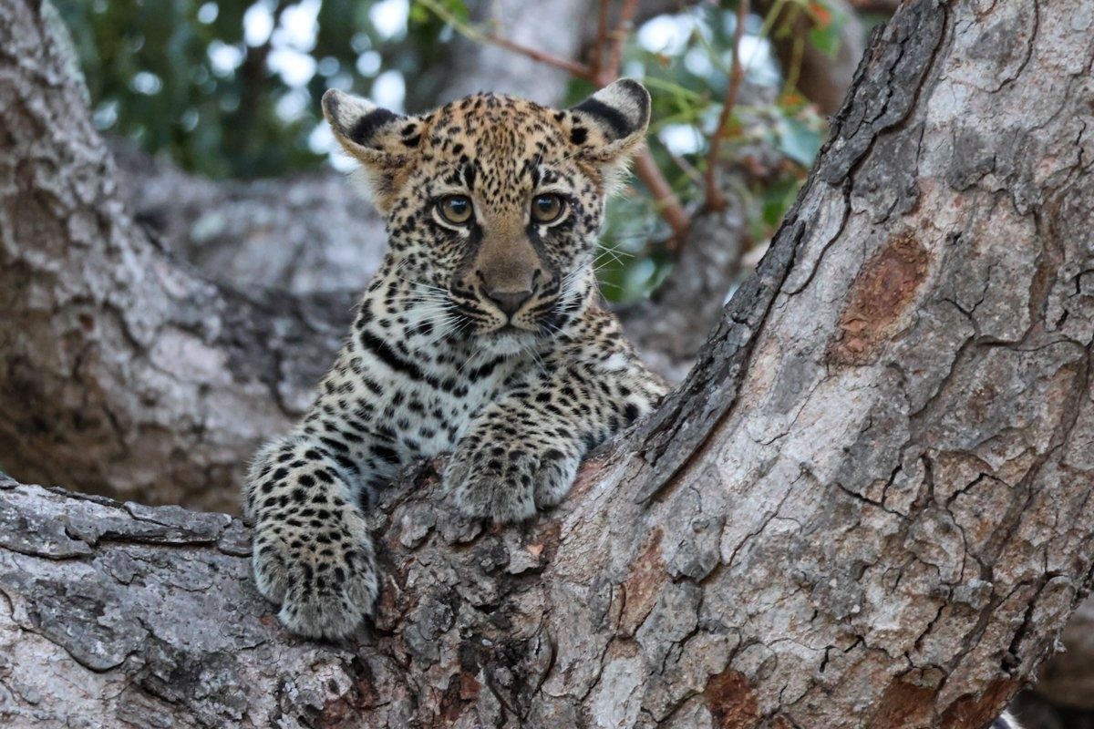 Golonyi's cub is photographed in a tree. Golonyi's cub is photographed in a tree.
