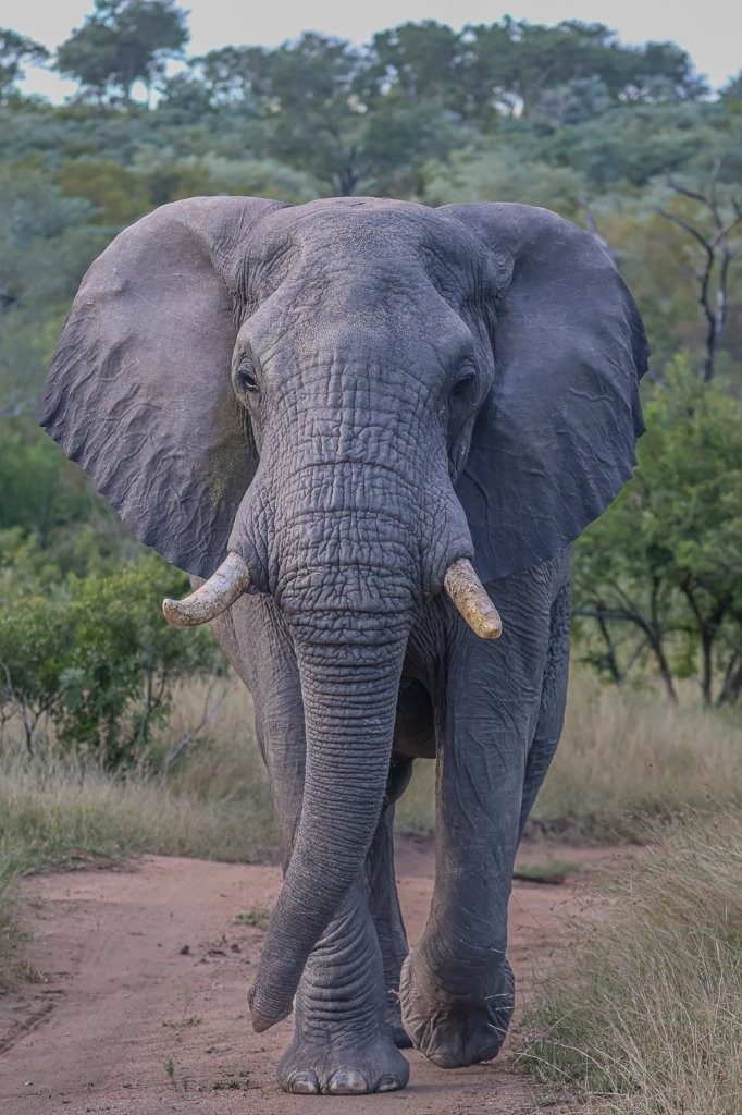 Sabi Sabi Ruan Mey Elephant Sabi Sabi Ruan Mey Elephant