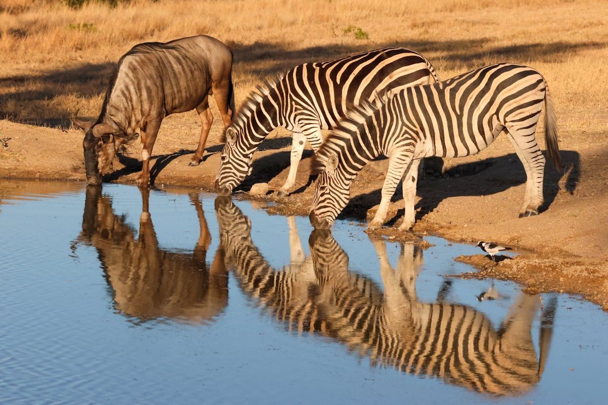 Sabi Sabi Jan Nel Wildebeest Zebra Sabi Sabi Jan Nel Wildebeest Zebra